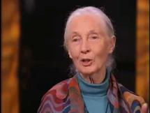 Jane Goodall on Role Zoos Play in Saving Wild Animals